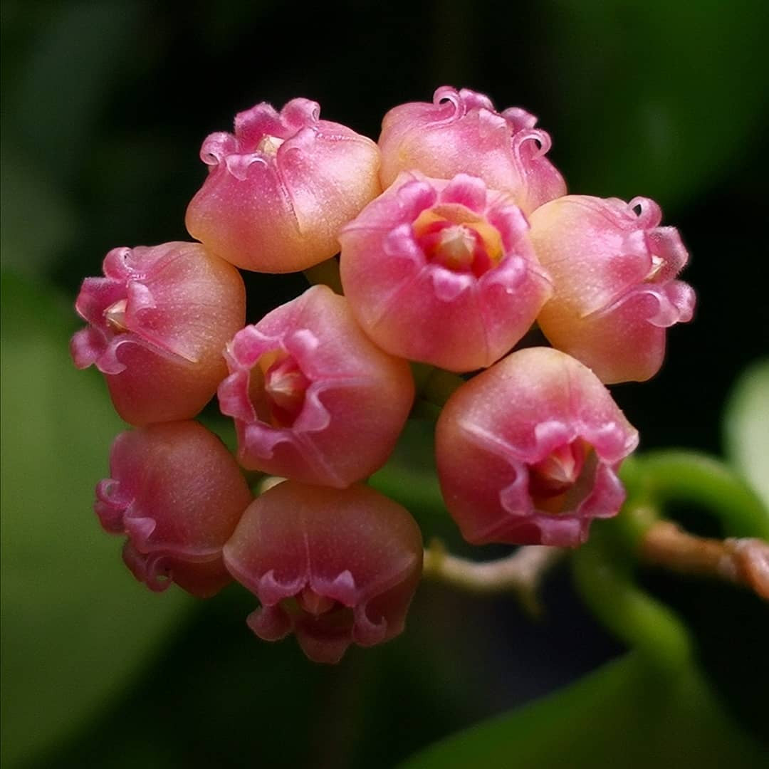 Hoya heuschkeliana 'Pink'