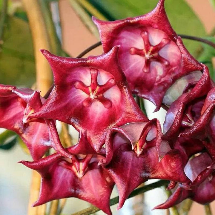 Hoya kaimuki 'Red'