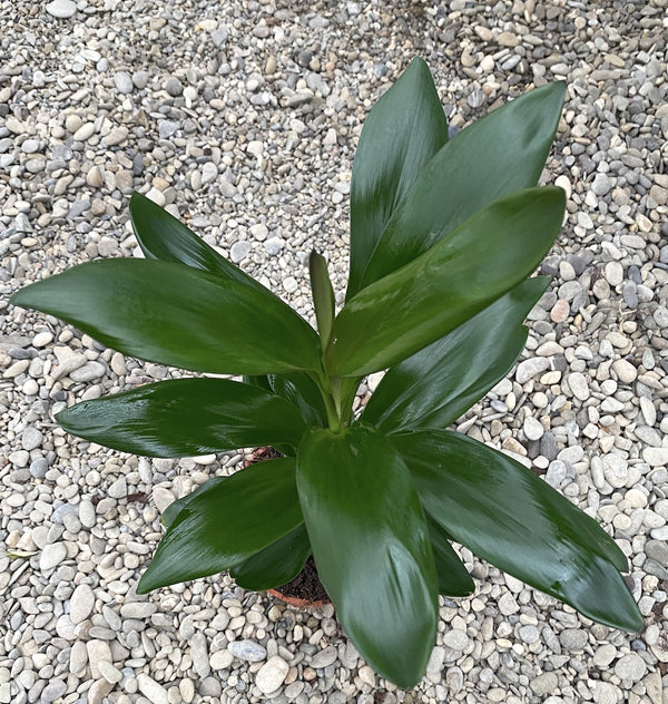 Cordyline fruticosa Glauca (Good luck plant) - planta norocoasa