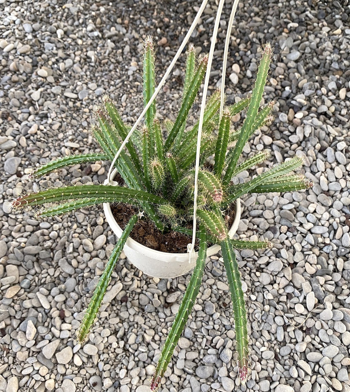 Aporocactus flagelliformis (Rat Tail Cactus)