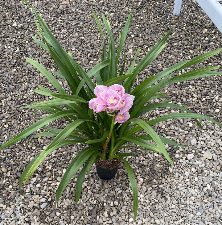 Cymbidium Abbigail