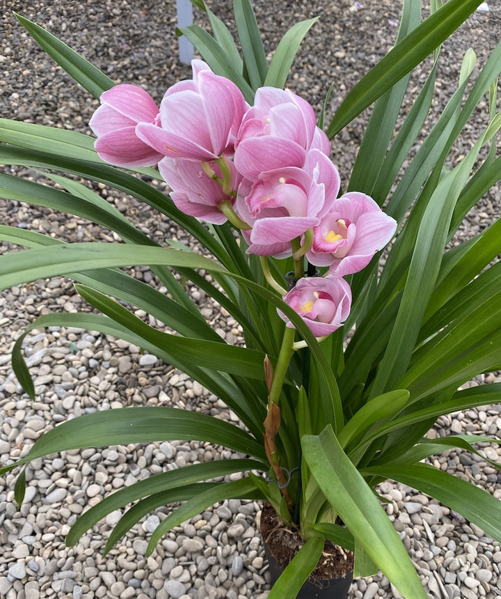 Cymbidium Abbigail