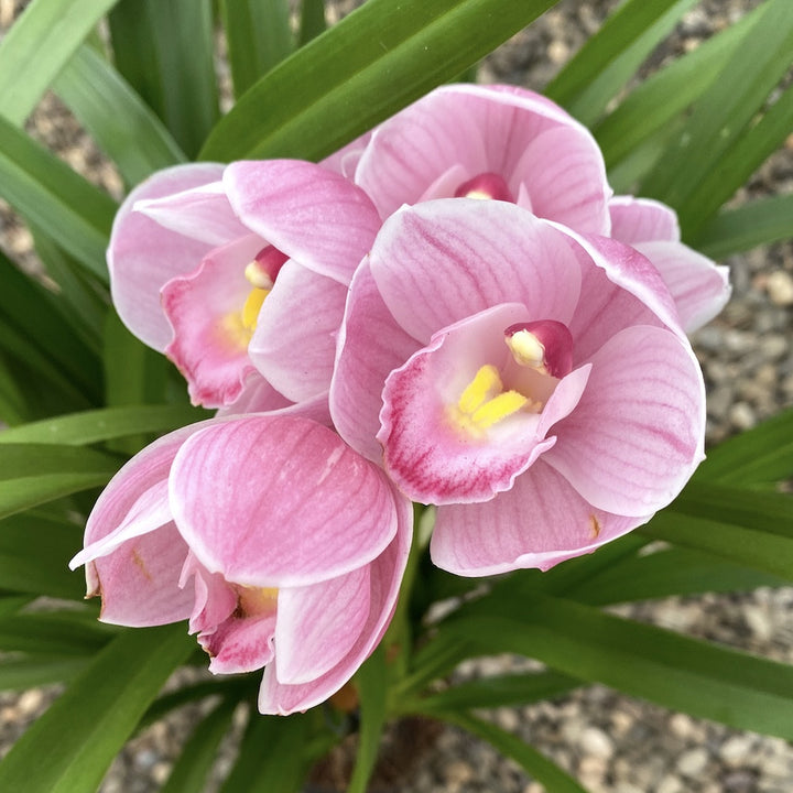 Cymbidium Abbigail