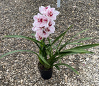 Cymbidium Lucky Rainbow