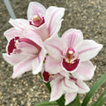 Cymbidium Lucky Rainbow