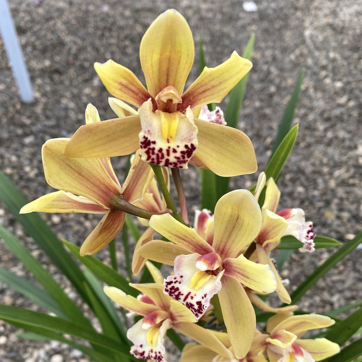 Cymbidium Malibu