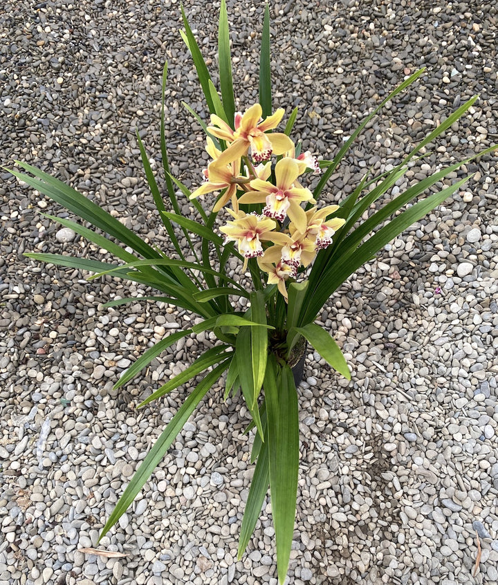 Cymbidium Malibu