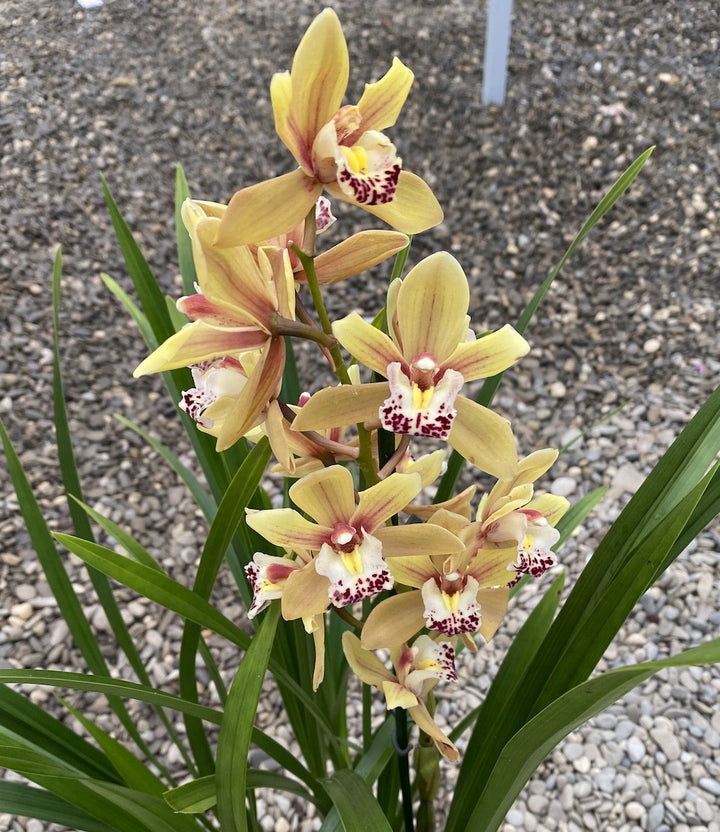 Cymbidium Malibu