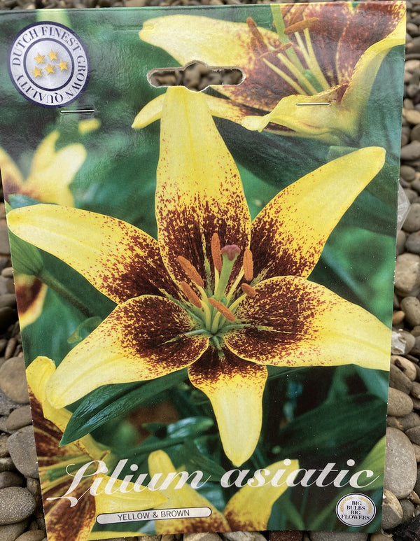 Bulbi de crini asiatici Lilium Yellow & Brown - set de 2 buc