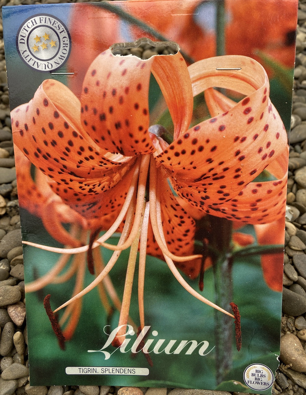 Bulbi de crini asiatici Lilium Tigriin Splendens - set de 2 buc