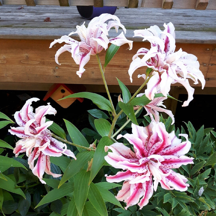 Bulbi de crini batuti Lilium Magic Star - 1 buc