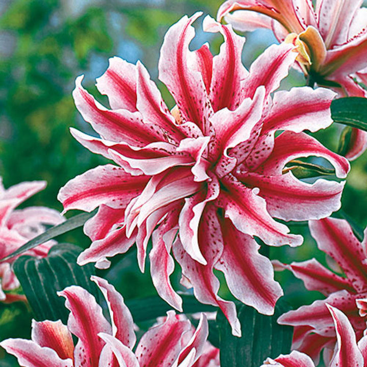 Bulbi de crini batuti Lilium Magic Star - 1 buc