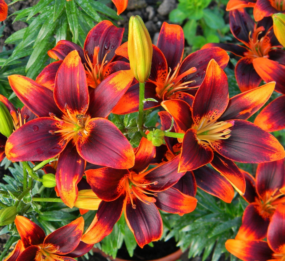 Bulbi de crini asiatici Lilium Forever Susan - set de 2 buc