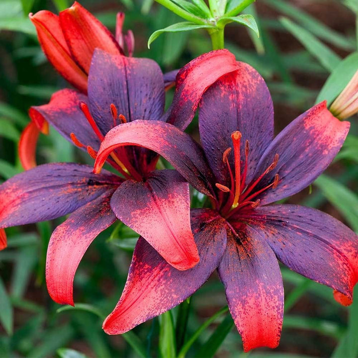 Bulbi de crini asiatici Lilium Tango Olina