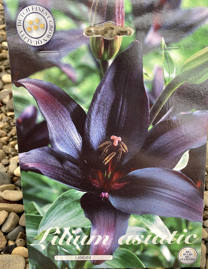 Bulbi de crini asiatici Lilium Landini - set de 2 buc