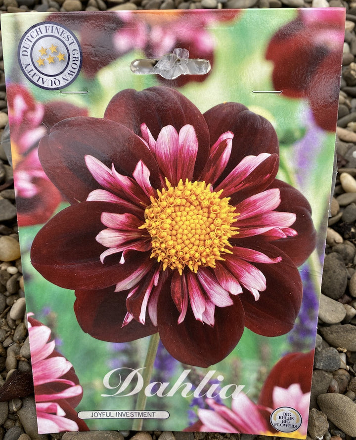 Bulbi de dalie  - Dahlia Joyfull Investment (1 tubercul)