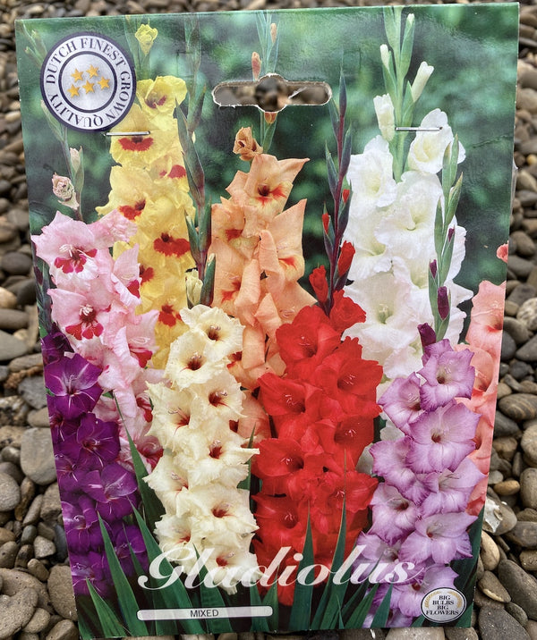 Bulbi de Gladiole colorate - mix de 10 bulbi