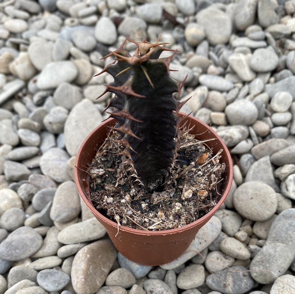 Euphorbia Canariensis