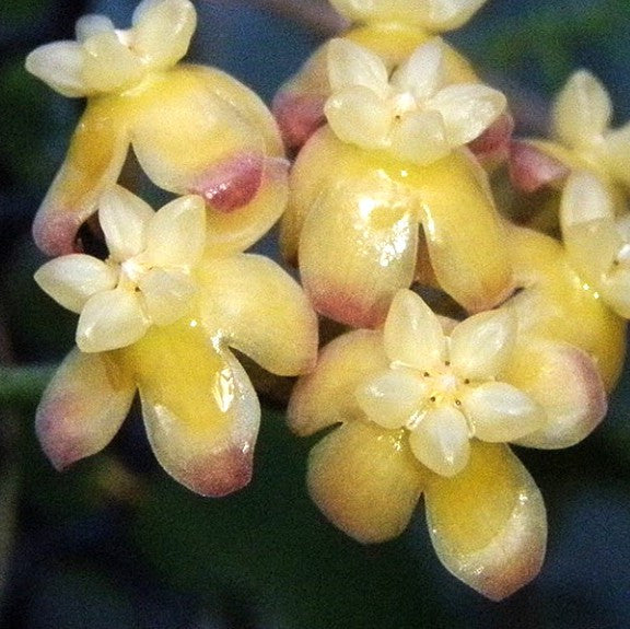 Hoya scortechinii 'Yellow' (IPPS 7950)