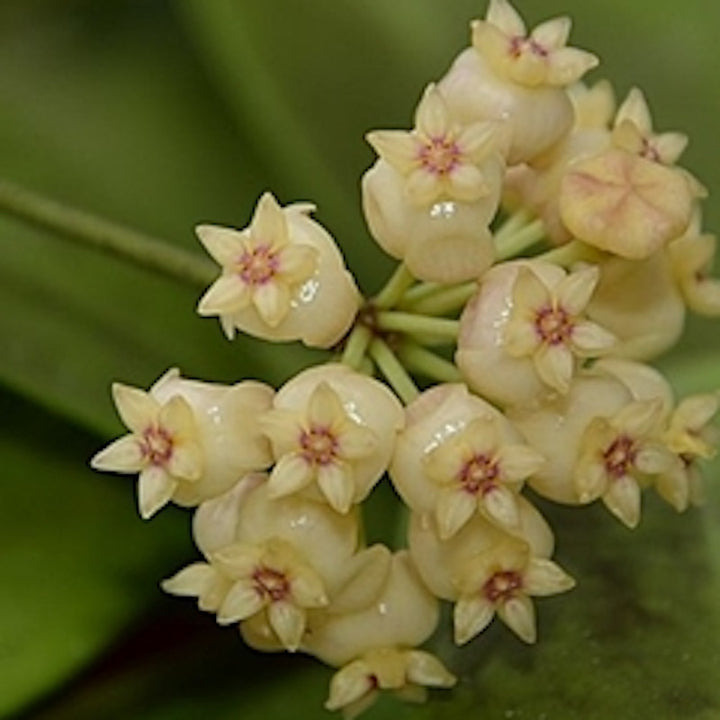 Hoya scortechinii 'Yellow' (IPPS 7950)