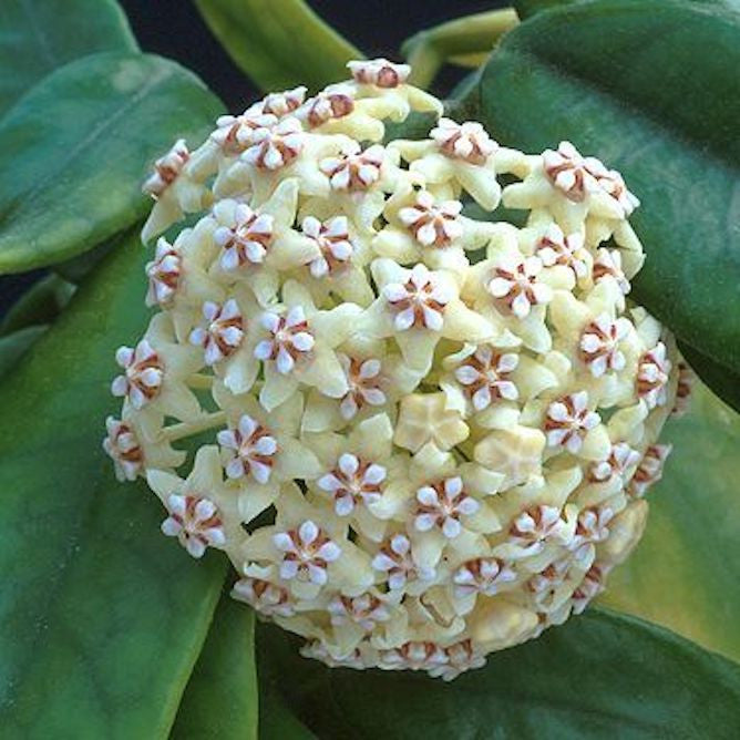 Hoya globulosa