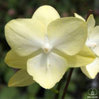 Phalaenopsis GC Reyoung Sara