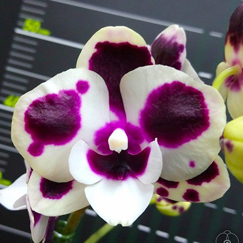 Phalaenopsis Miki Clownfish