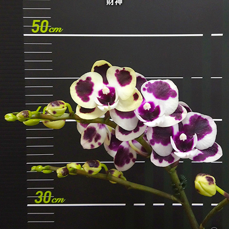 Phalaenopsis Miki Clownfish