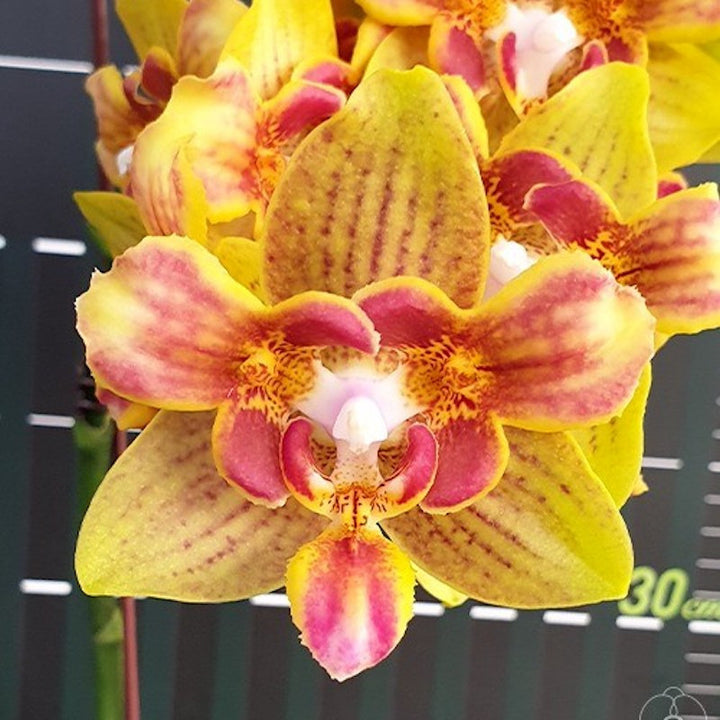 Phalaenopsis Yaphon Perbalm (peloric - 3 lips)