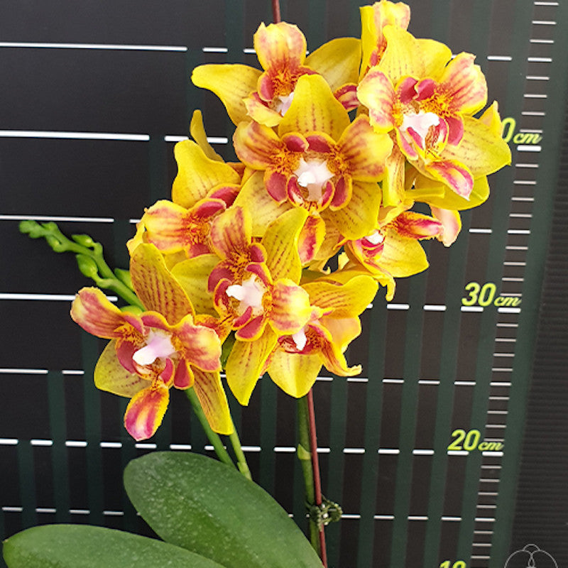 Phalaenopsis Yaphon Perbalm (peloric - 3 lips)