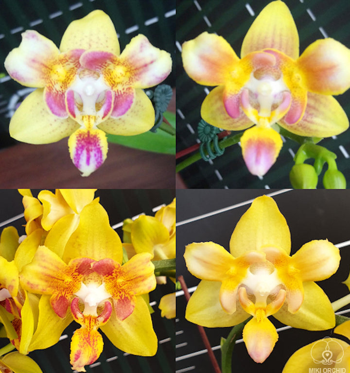 Phalaenopsis Yaphon Perbalm (peloric - 3 lips)