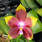 Phalaenopsis Tying Shin Fly Eagle 'Miki'