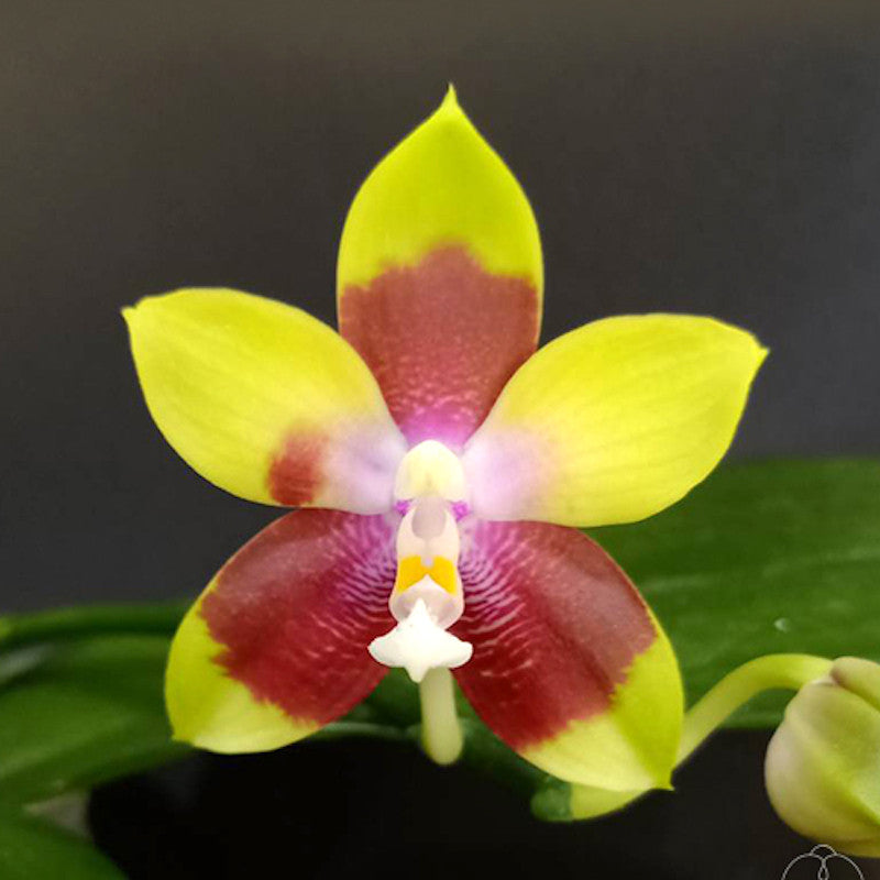 Phalaenopsis Tying Shin Fly Eagle 'Miki'