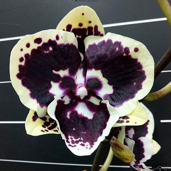 Phalaenopsis Miki Brown bear