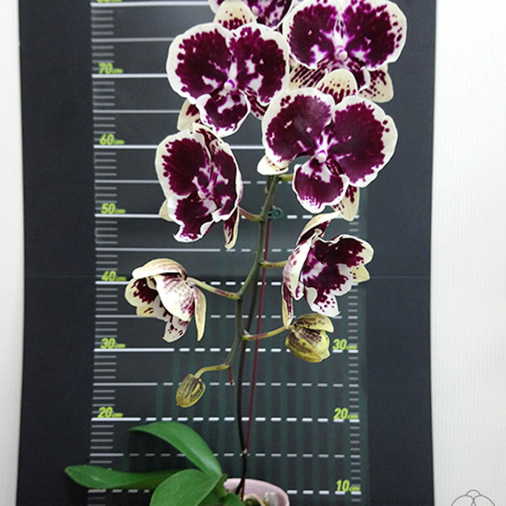 Phalaenopsis Miki Brown bear