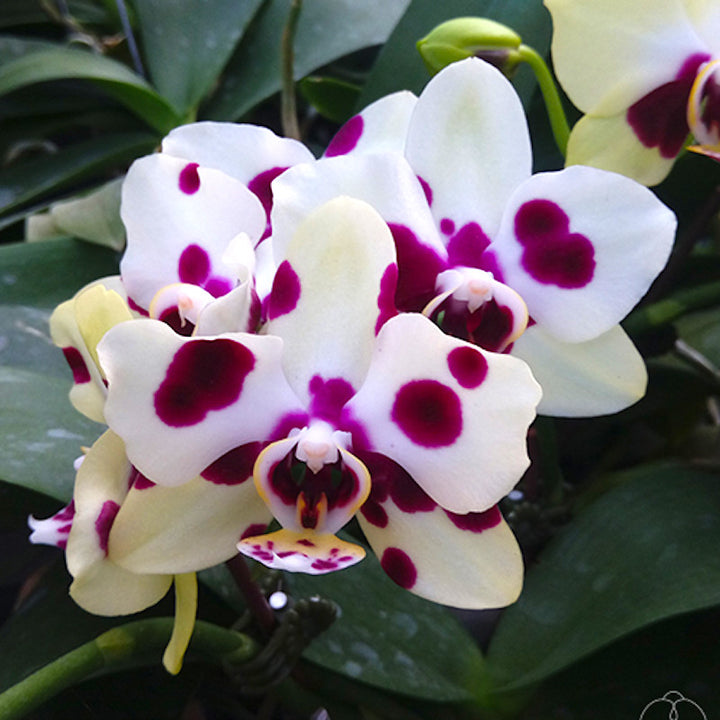 Phalaenopsis Yaphon Nougat