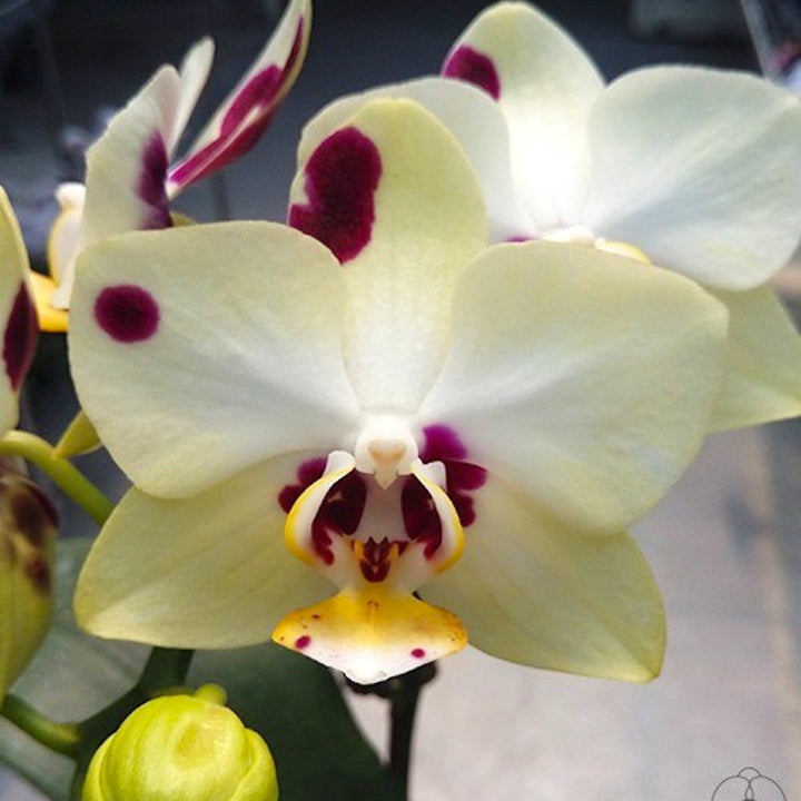 Phalaenopsis Yaphon Nougat