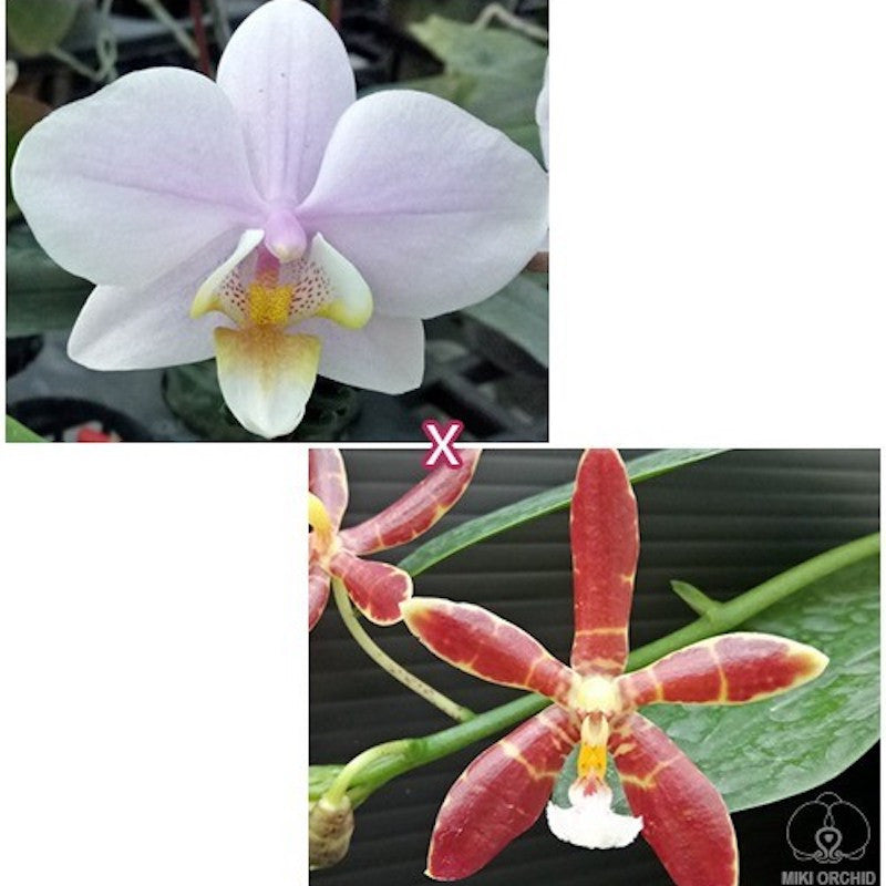 Phalaenopsis Pinlong Cheris × Almanis