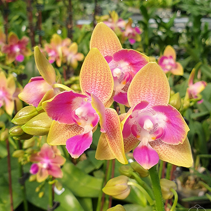 Phalaenopsis Miki Golden Sand '1363' (peloric - 3 lips )