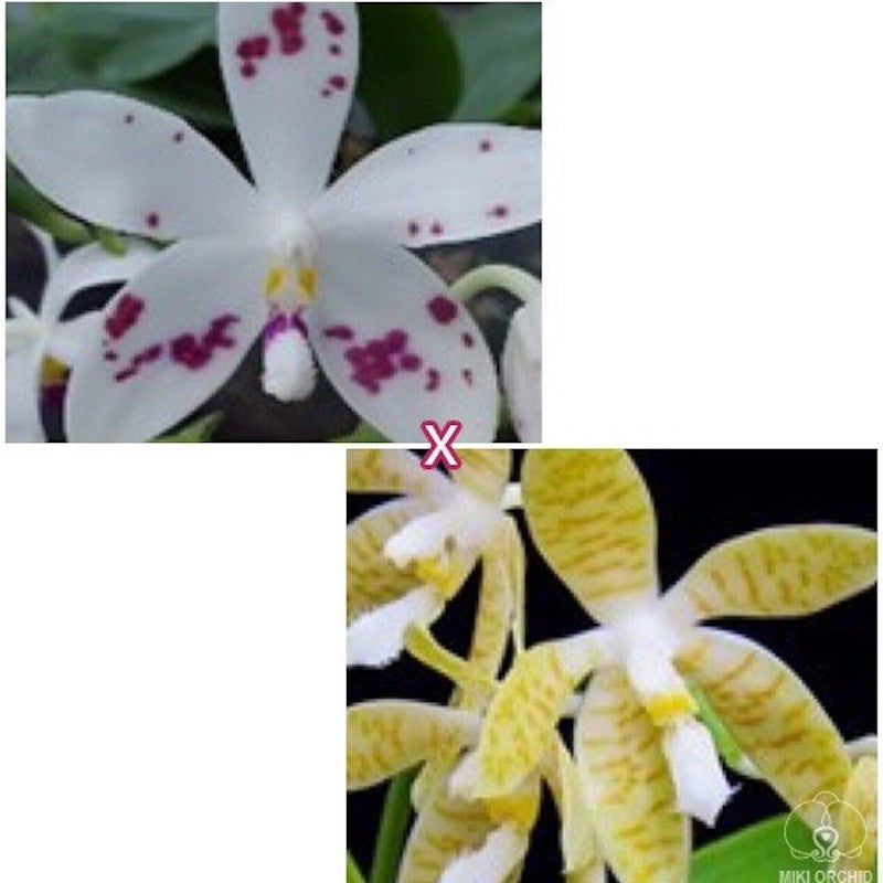 Phalaenopsis speciosa 'Purple Spots' × pallens
