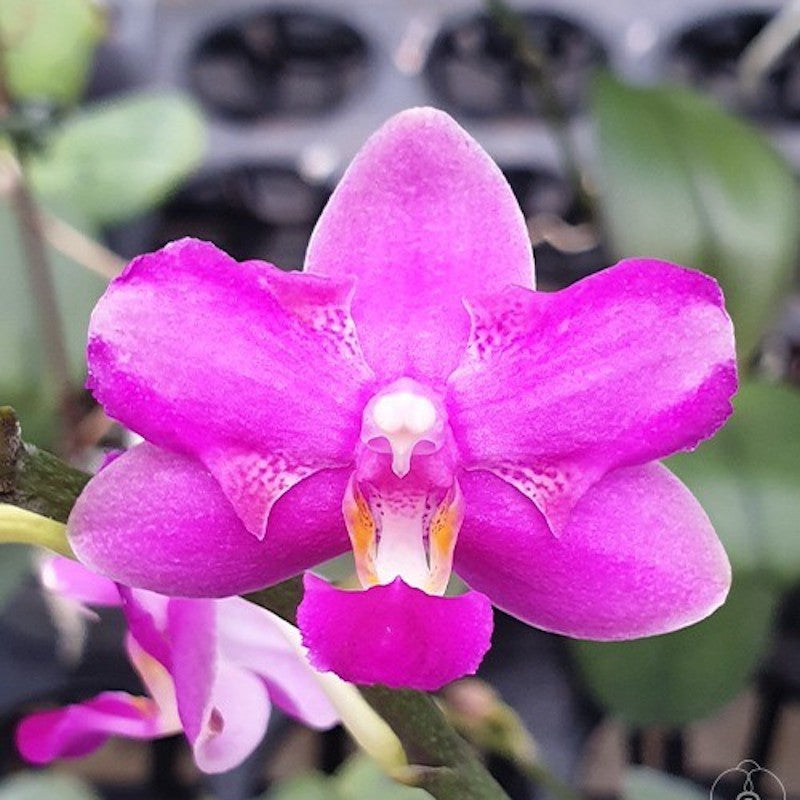 Phalaenopsis Purple Gem 'Es'