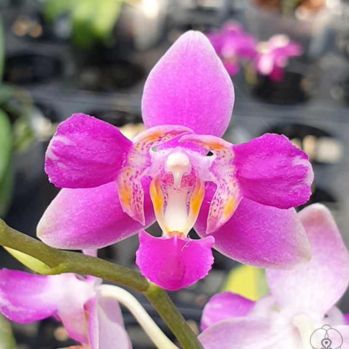 Phalaenopsis Purple Gem 'Es' (peloric - 3 lips)