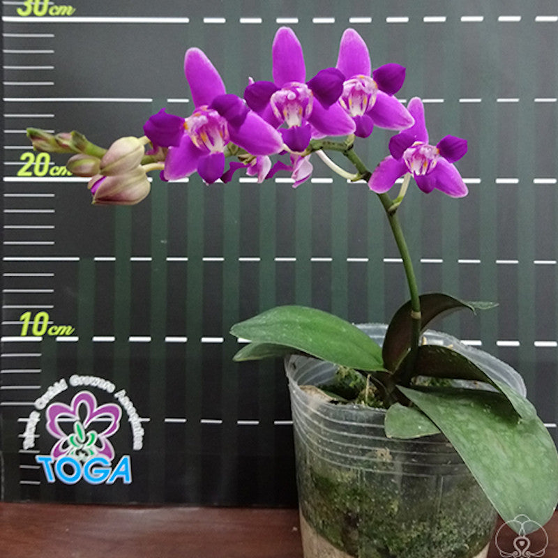 Phalaenopsis Purple Gem 'Es' (peloric - 3 lips)
