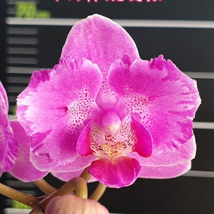 Phalaenopsis Little Mary 'Miki' (peloric)