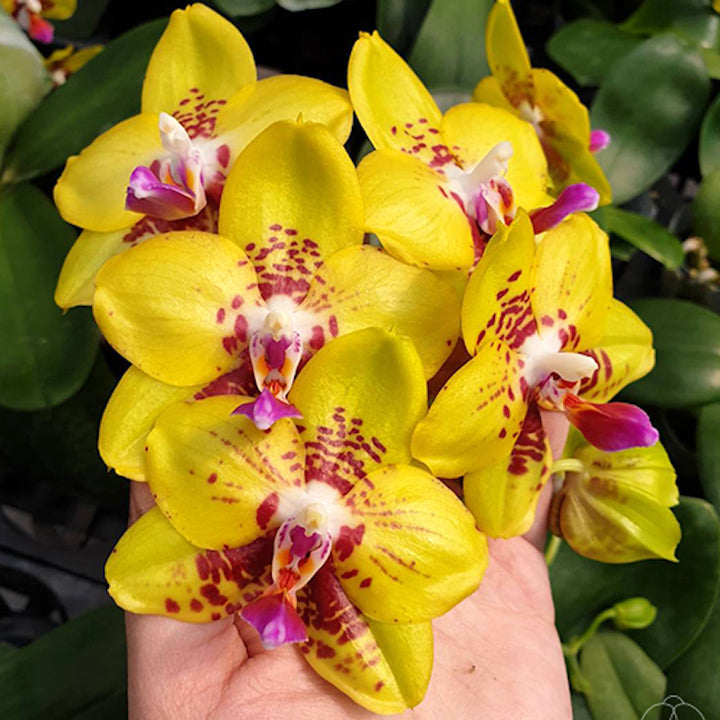 Phalaenopsis Summer Lady