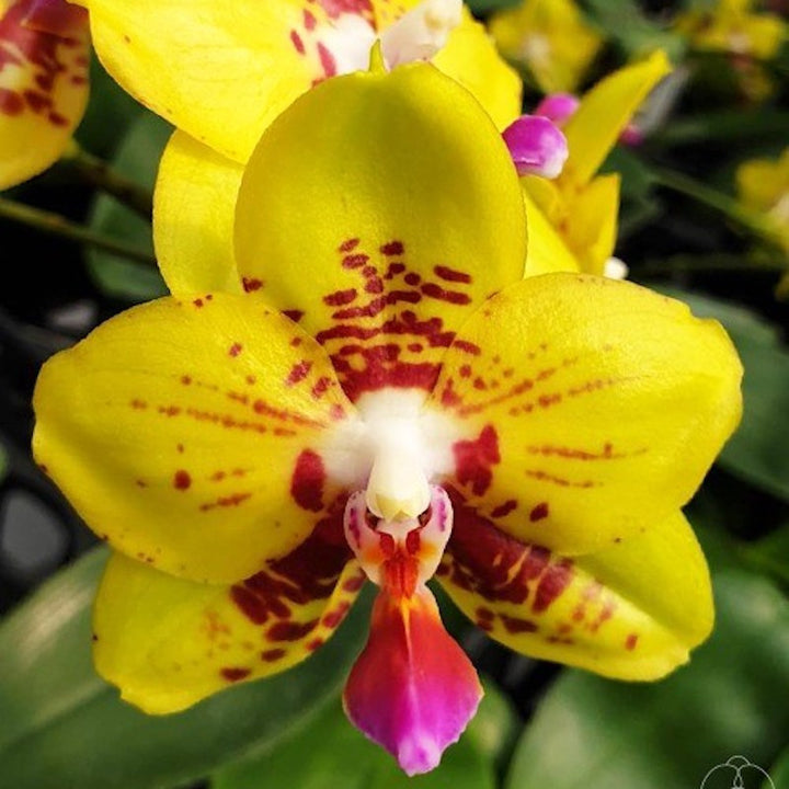 Phalaenopsis Summer Lady