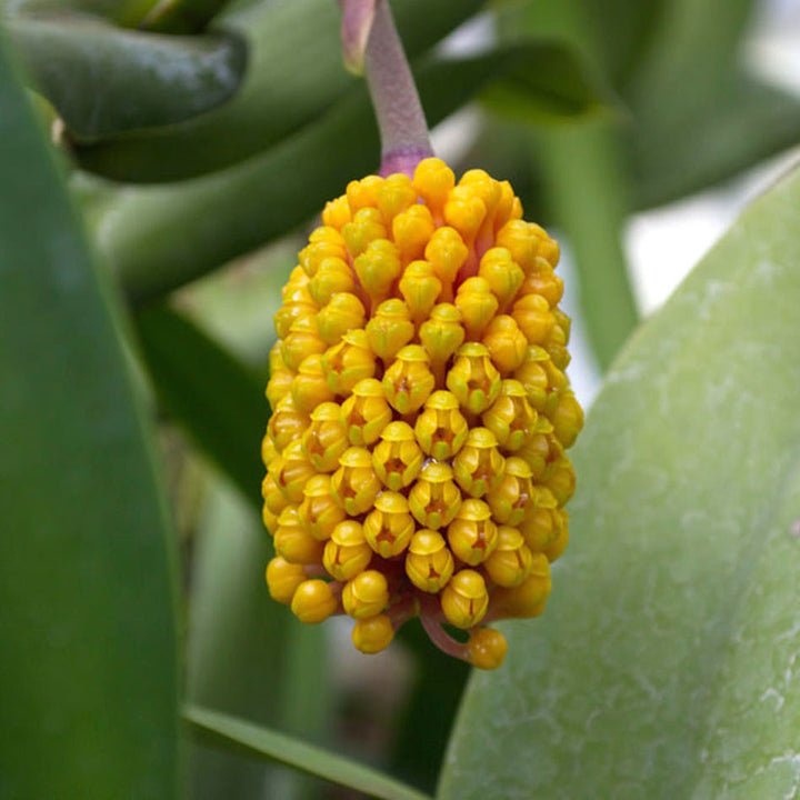 Robiquetia cerina