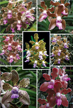 Vanda tessellata