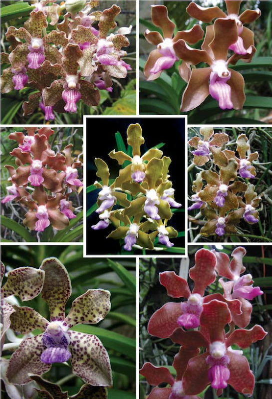 Vanda tessellata