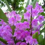 Orhidee Ascocentrum Ampullaceum